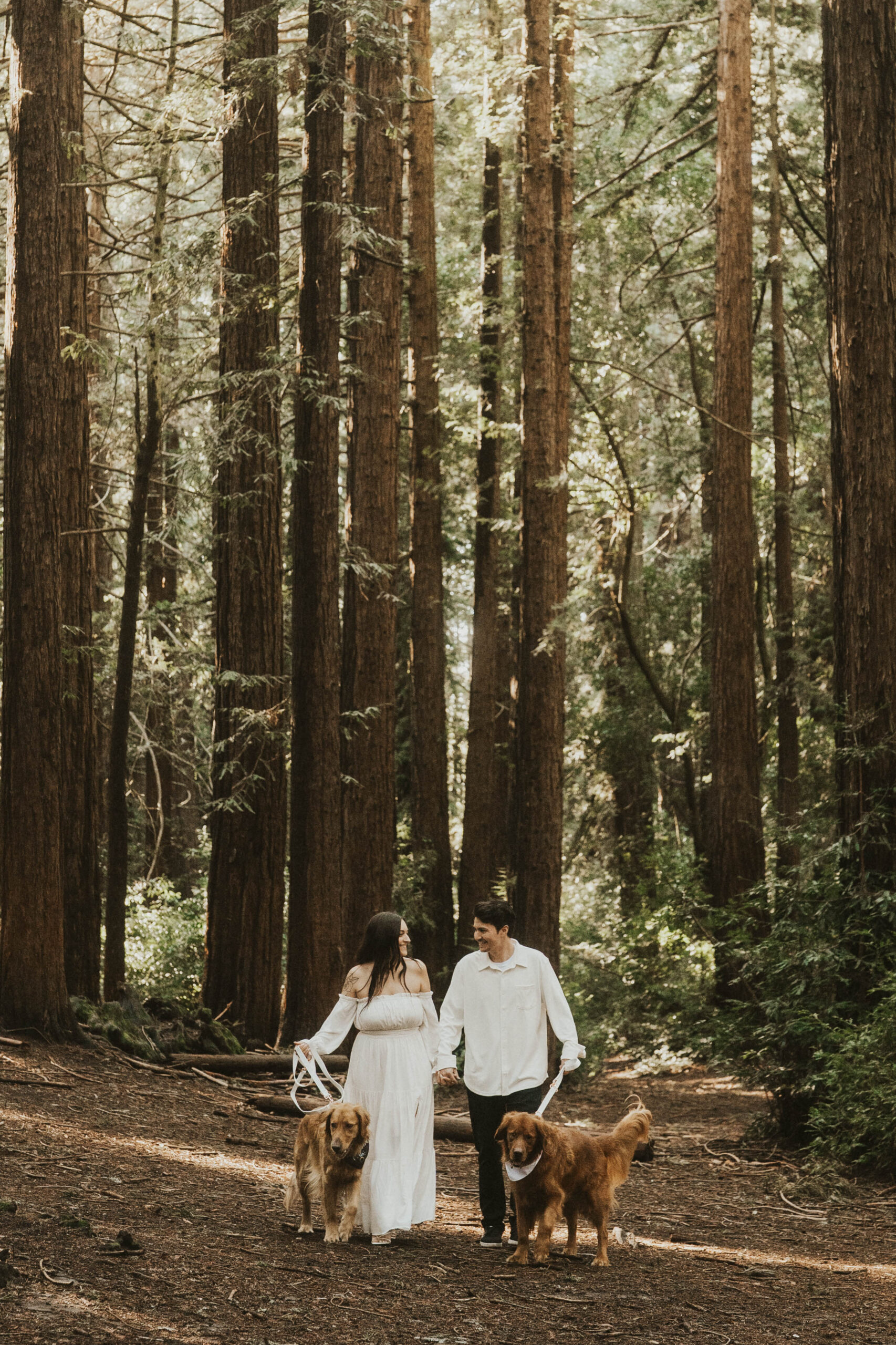 A couple holding hands walks their two golden retriever dogs among the towering redwoods in a secluded grove.